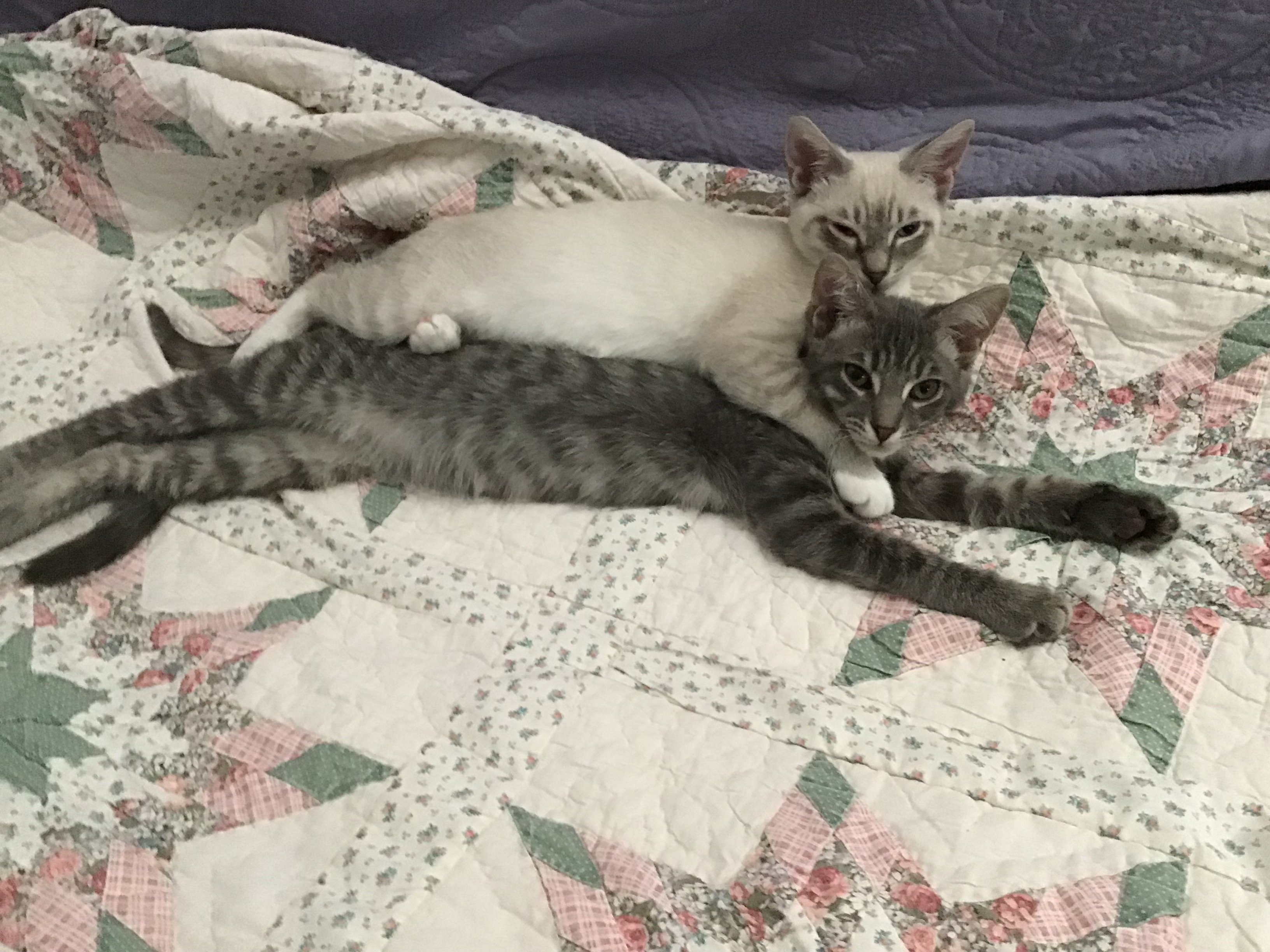 Enlarge Jason, a Adopted Domestic Short Hair in Henrico, VA image 3/6