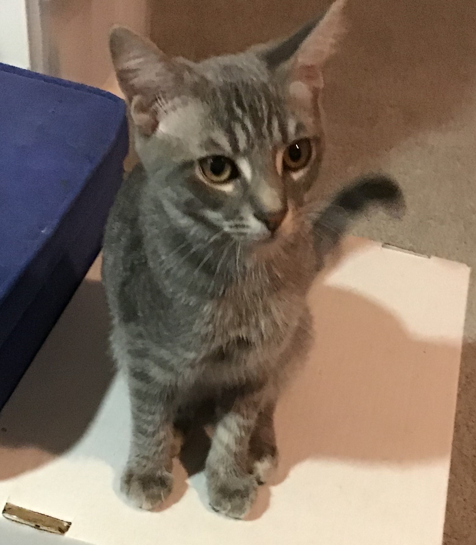 Enlarge Jason, a Adopted Domestic Short Hair in Henrico, VA image 1/6