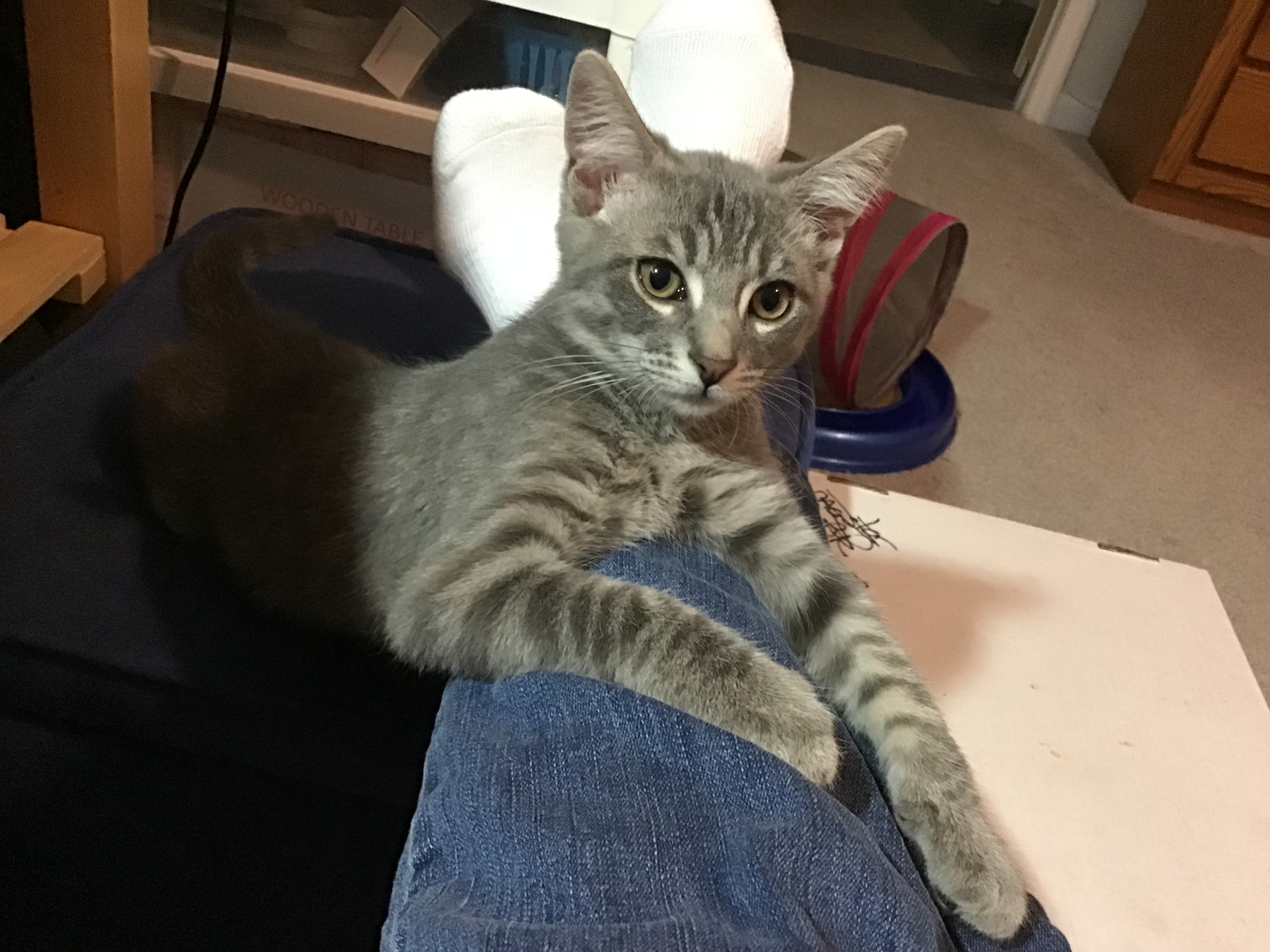 Enlarge Jason, a Adopted Domestic Short Hair in Henrico, VA image 2/6