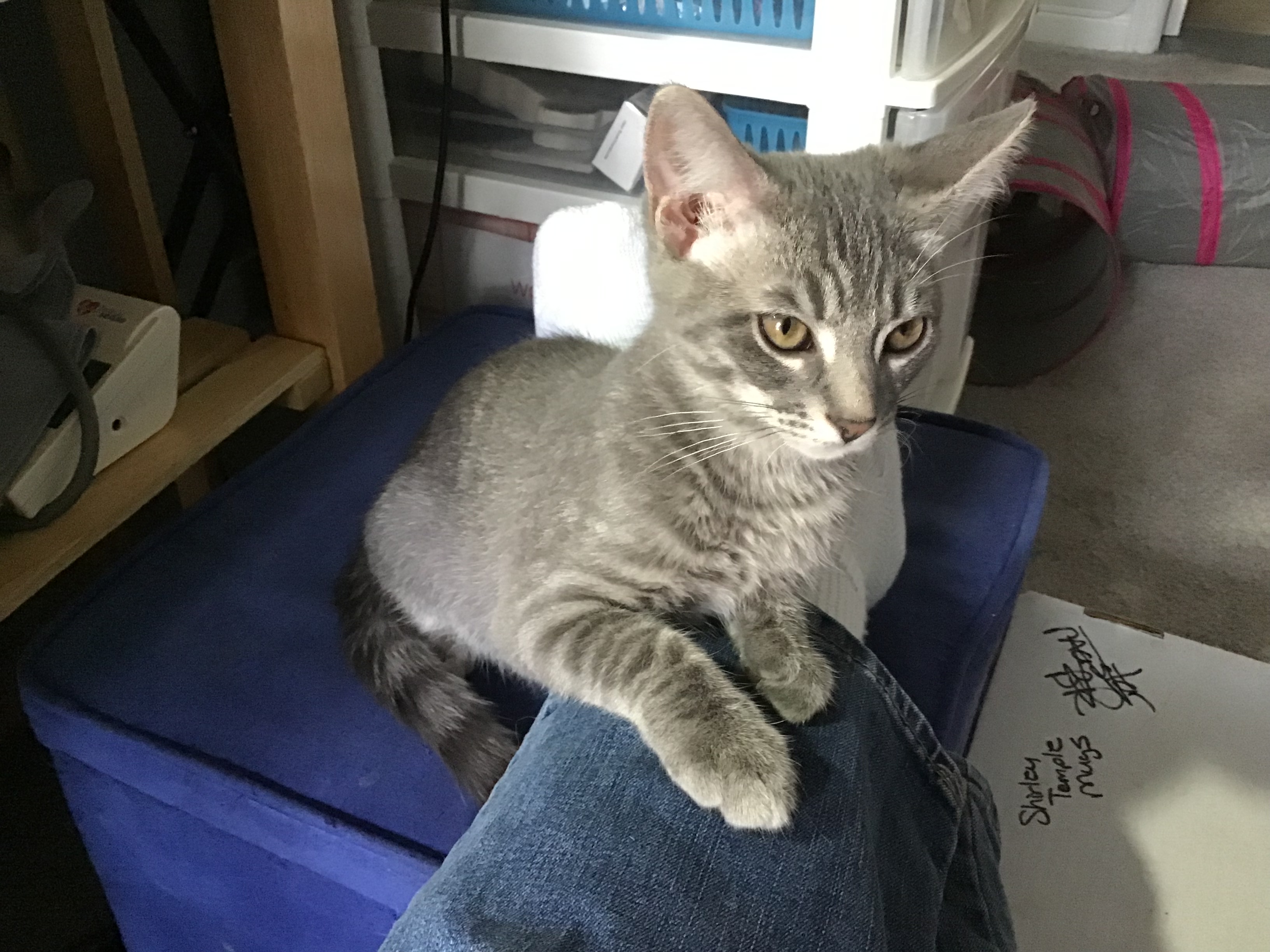 Enlarge Jason, a Adopted Domestic Short Hair in Henrico, VA image 6/6