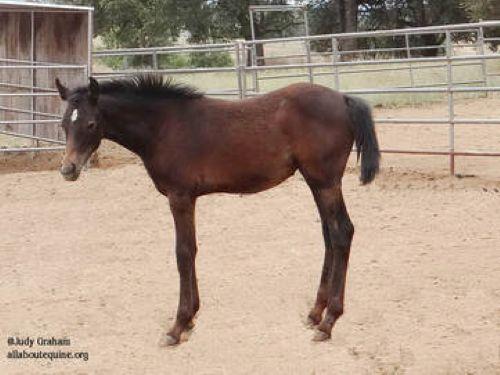 Noah - Filly/Gray/Arabian/Young, Adoptable, Young Female Arabian.