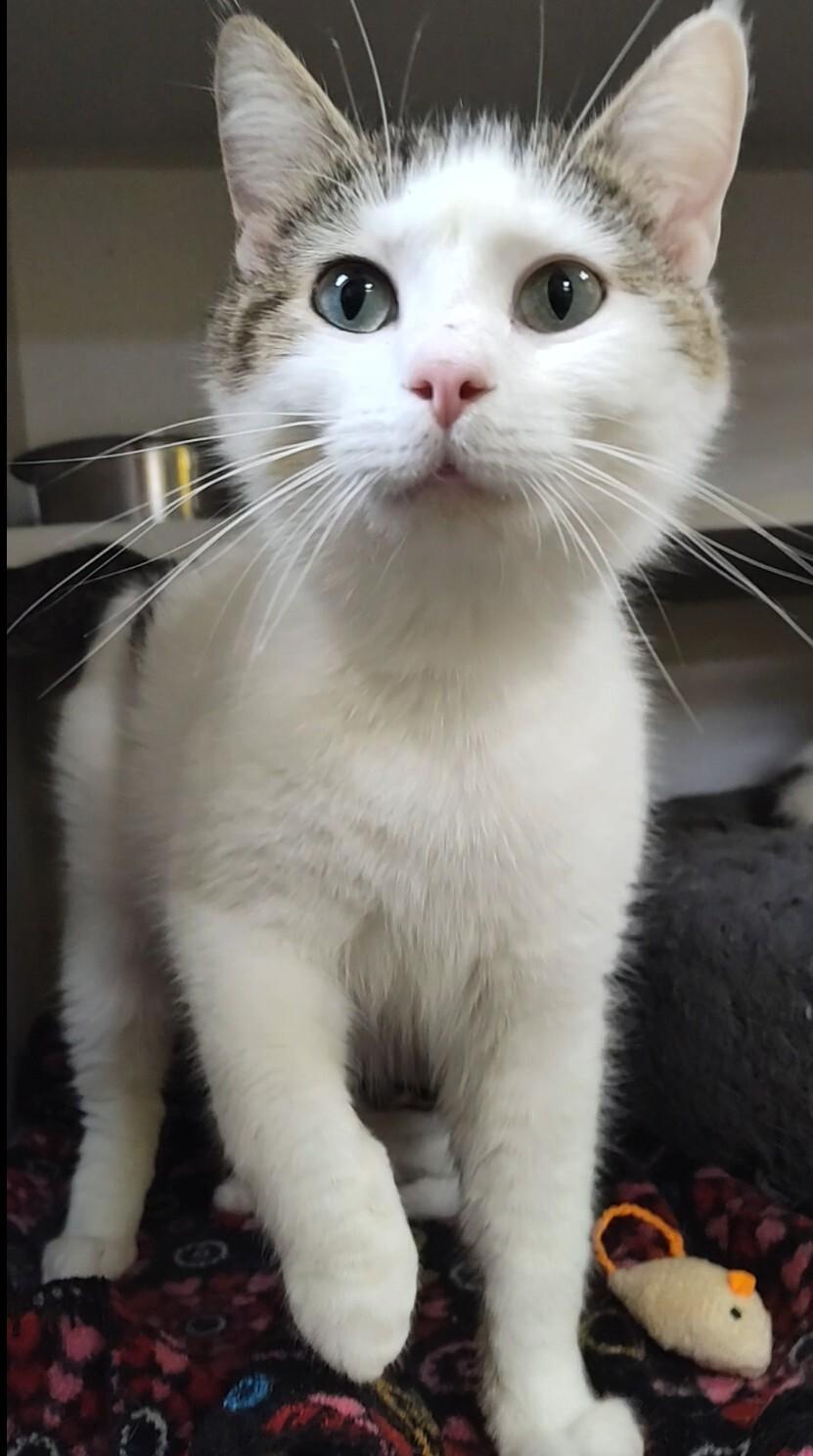 Berry, Adoptable, Adult Female Domestic Short Hair.