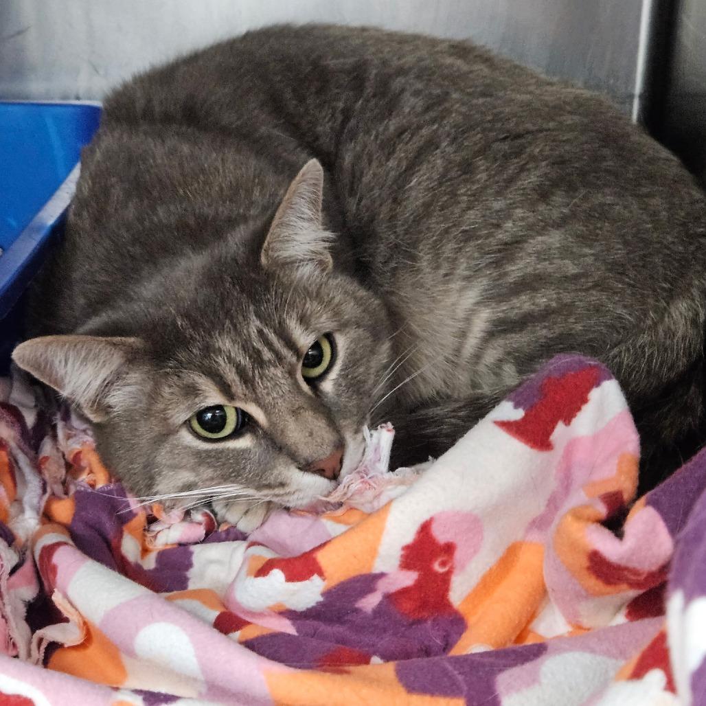 Enlarge London, a Adoptable Domestic Short Hair in Idaho Falls, ID image 1/1