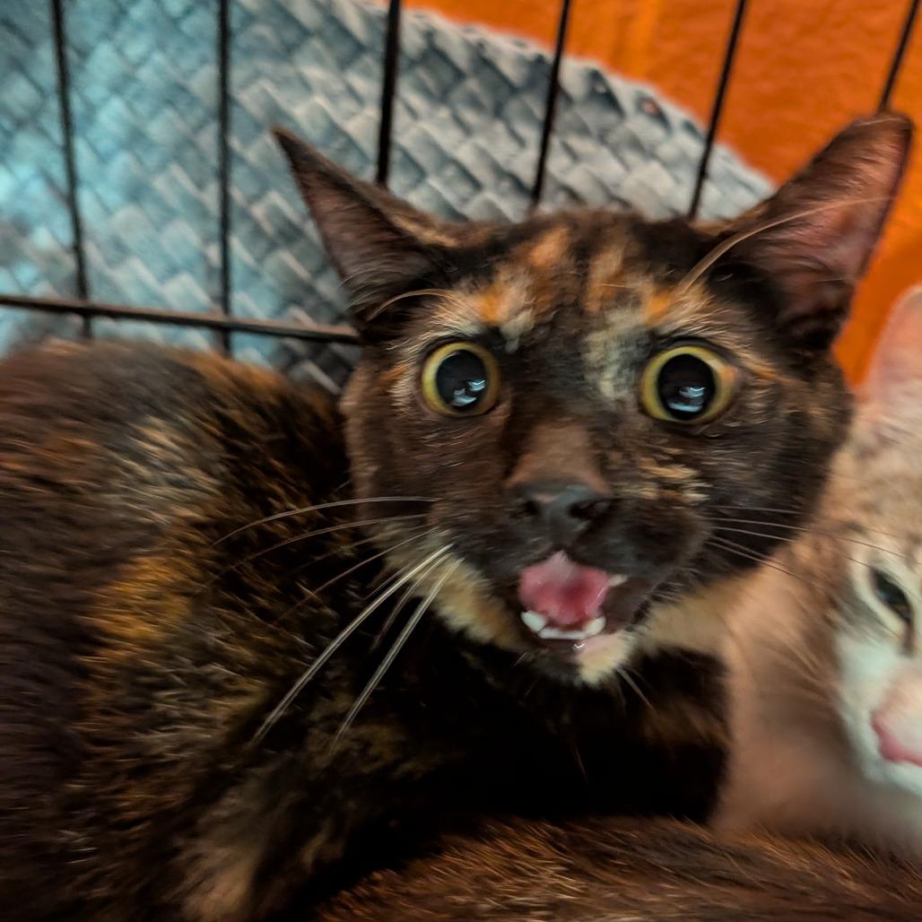 Enlarge FRA-Stray-9960, a Adoptable Domestic Short Hair in Reisterstown, MD image 1/1