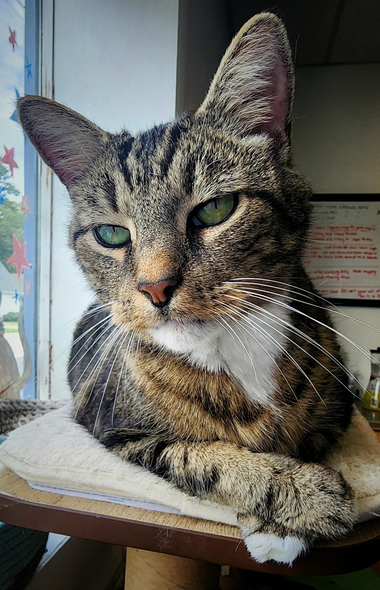 Enlarge Simon, a Adopted Domestic Short Hair in Gettysburg, PA image 1/3
