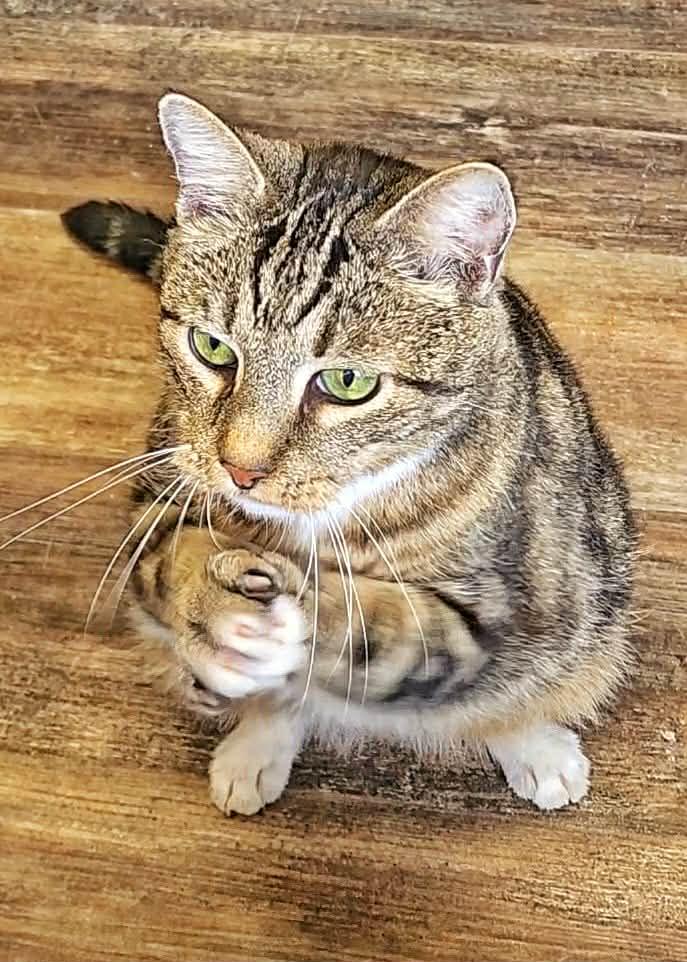 Enlarge Simon, a Adopted Domestic Short Hair in Gettysburg, PA image 2/3