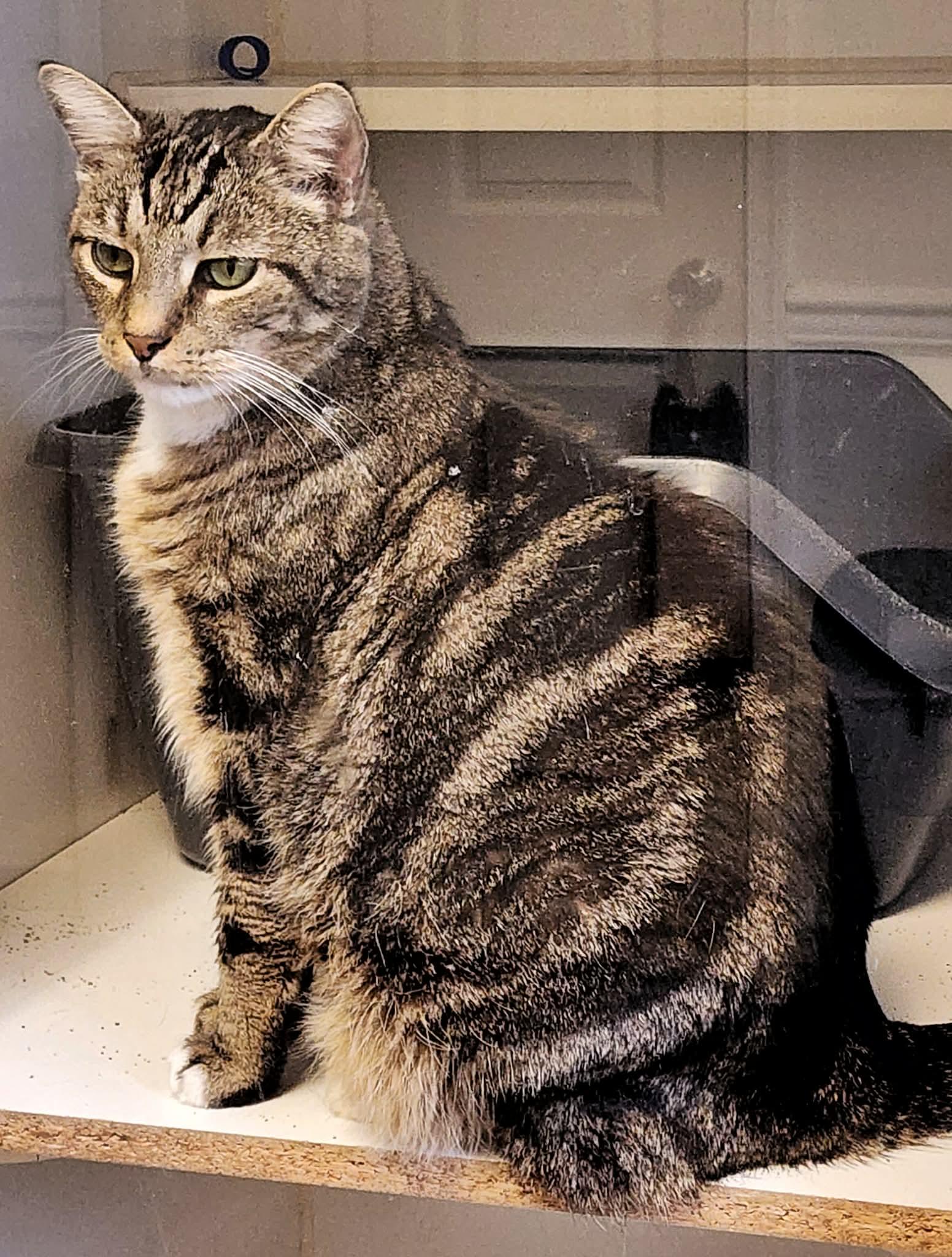 Enlarge Simon, a Adopted Domestic Short Hair in Gettysburg, PA image 3/3