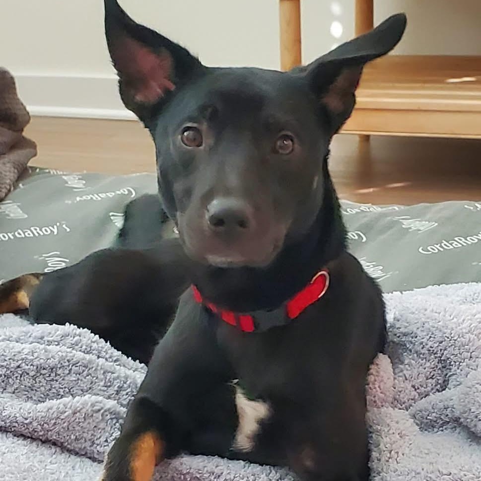 Marci, Young Female Australian Kelpie