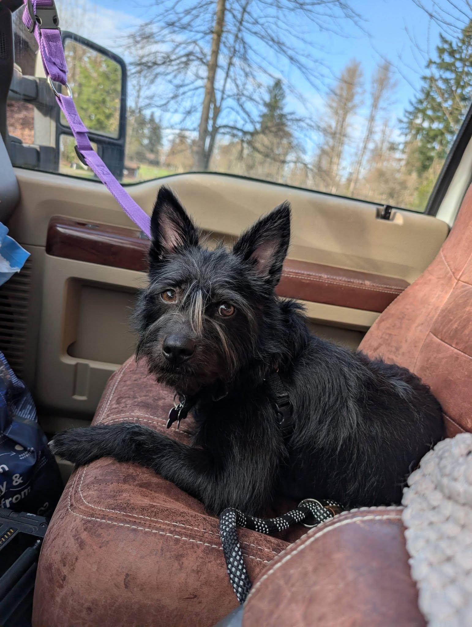 Jenzie, Adoptable, Young Female Terrier & Shih Tzu.