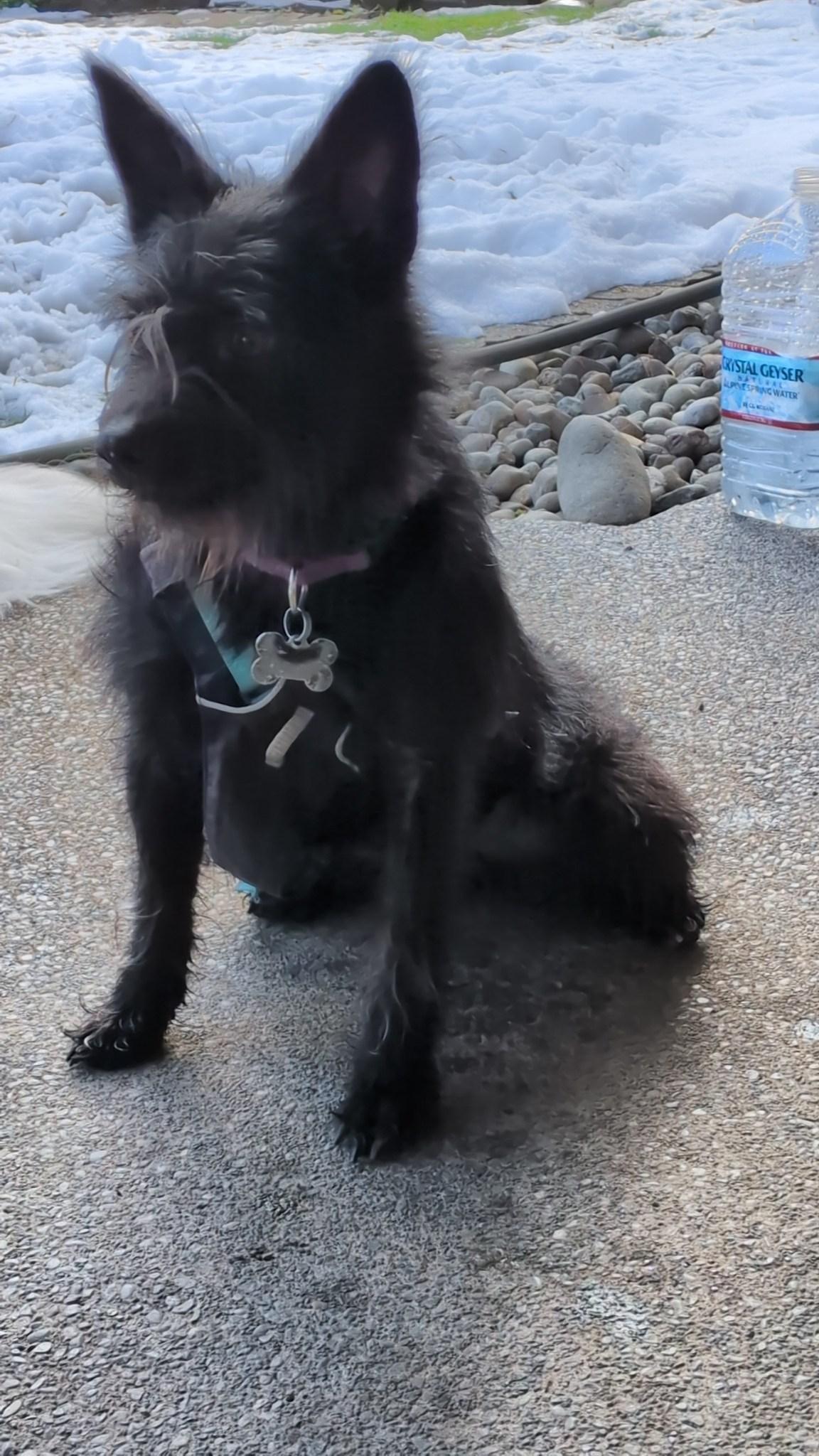 Jenzie, an adopted mixed breed in Covington, WA image 6/6