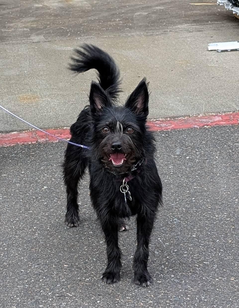 Jenzie, an adopted mixed breed in Covington, WA image 2/6