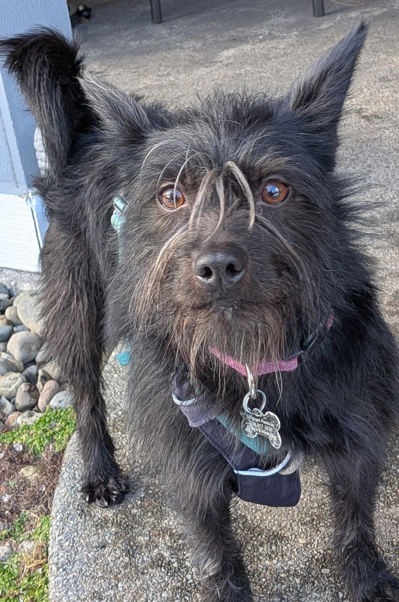 Jenzie, an adopted mixed breed in Covington, WA image 4/6