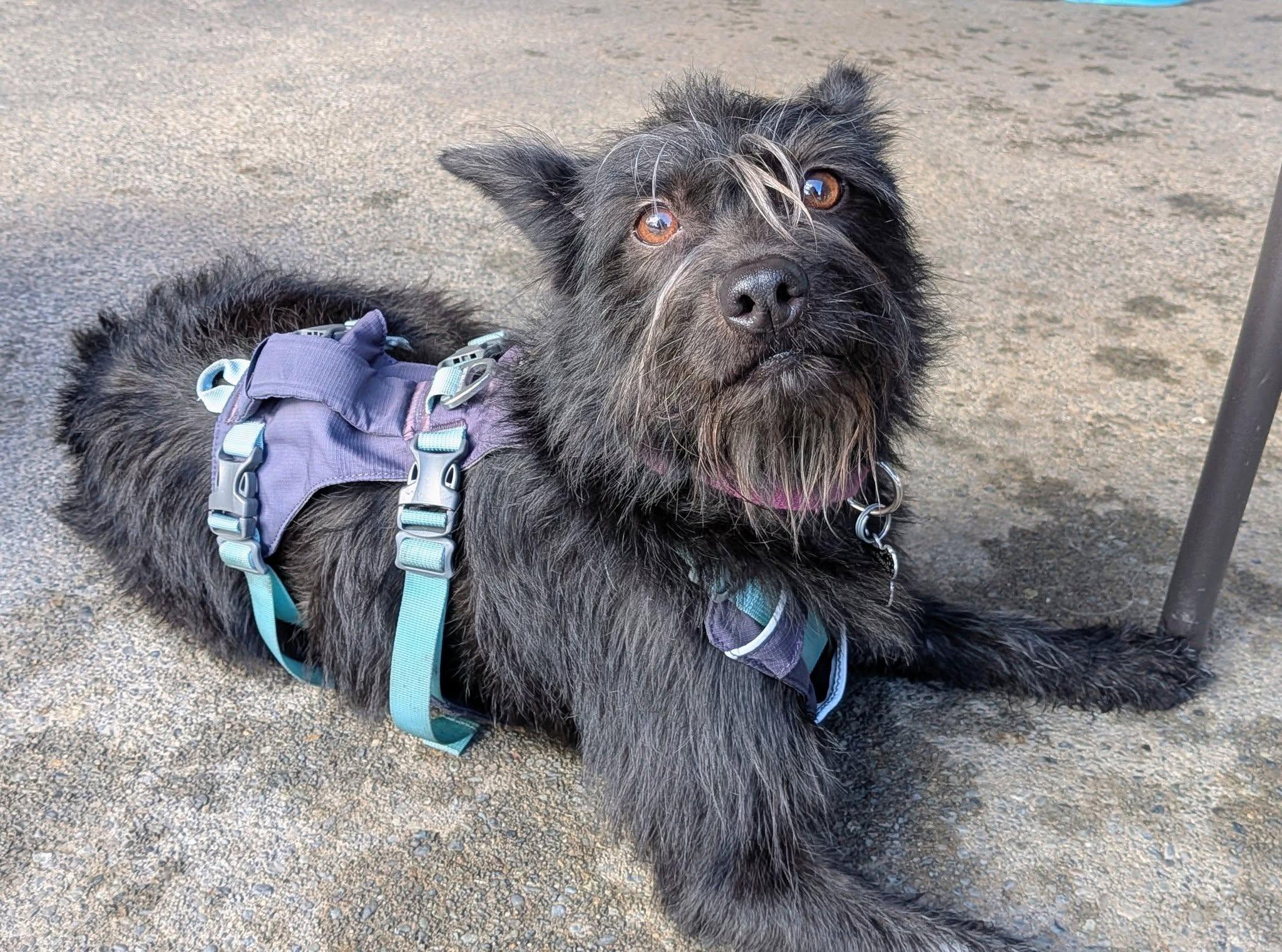 Jenzie, an adopted mixed breed in Covington, WA image 3/6