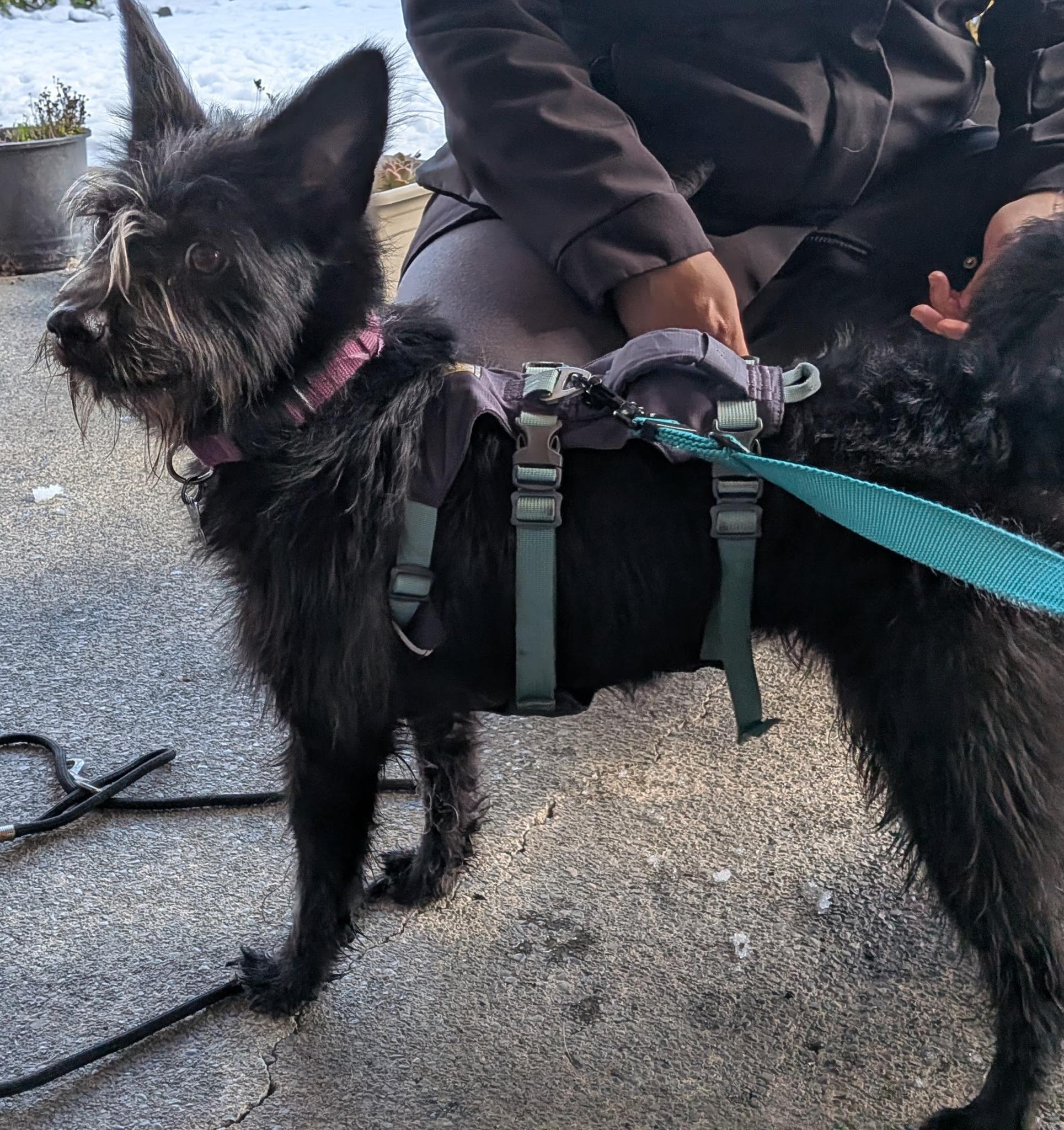Jenzie, an adopted mixed breed in Covington, WA image 5/6