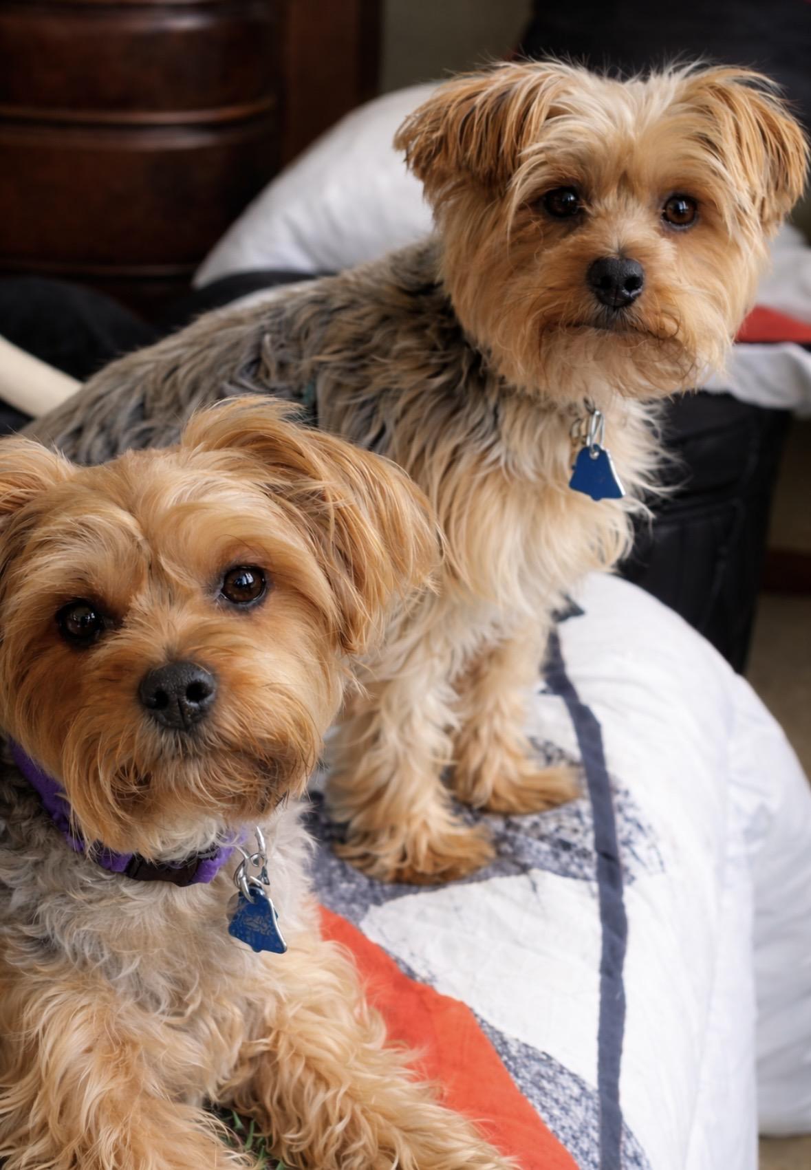 Enlarge Snuggles and Cuddles, an adopted Yorkshire Terrier in Mount Prospect, IL image 1/6