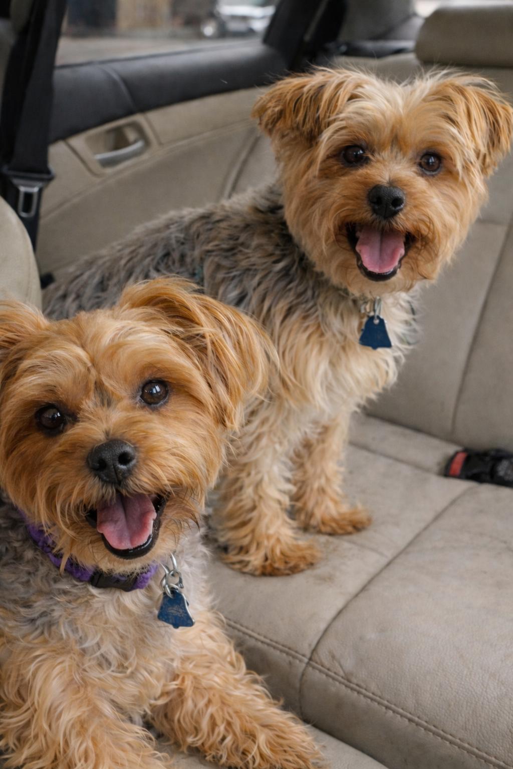 Enlarge Snuggles and Cuddles, an adopted Yorkshire Terrier in Mount Prospect, IL image 3/6