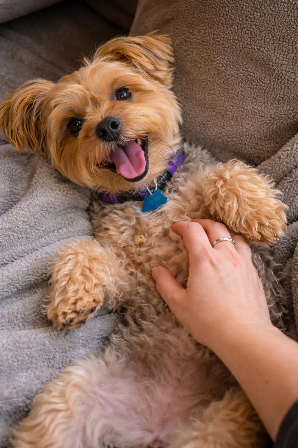 Enlarge Snuggles and Cuddles, an adopted Yorkshire Terrier in Mount Prospect, IL image 6/6