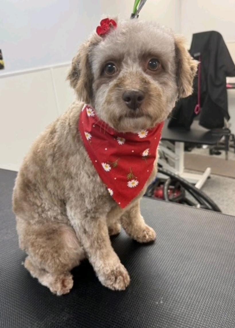 Nala-mini Aussiedoodle (partially sponsored fee), Adult Female Aussiedoodle
