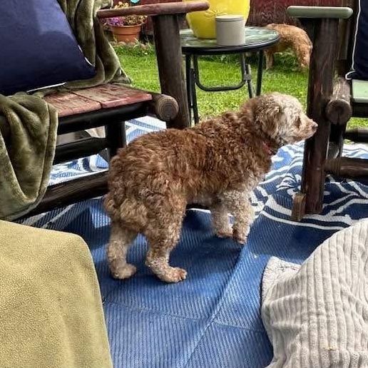 Nala-mini Aussiedoodle (partially sponsored fee) photo 4