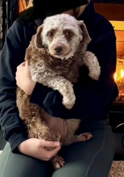 Nala-mini Aussiedoodle (partially sponsored fee) photo 5
