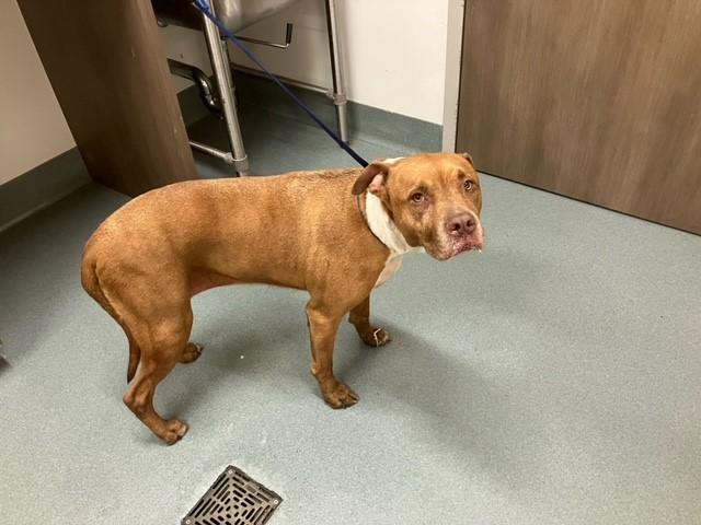 PRINCESS, Adoptable, Adult Female Pit Bull Terrier.