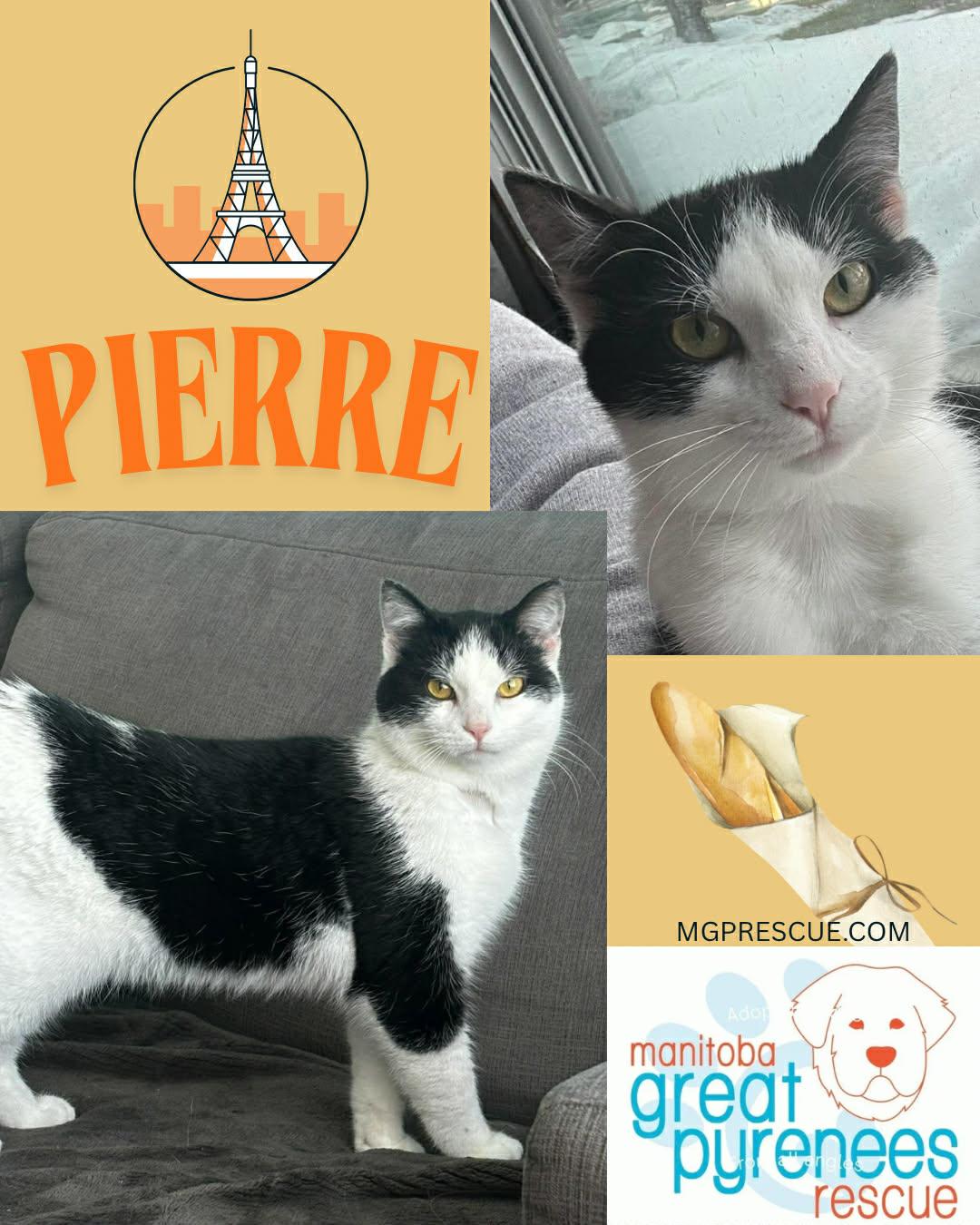 Enlarge Pierre, a ADOPTABLE Domestic Short Hair in New Bothwell, MB image 1/2