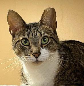 Enlarge Paloma, a Adoptable Domestic Short Hair in Massapequa, NY image 1/1