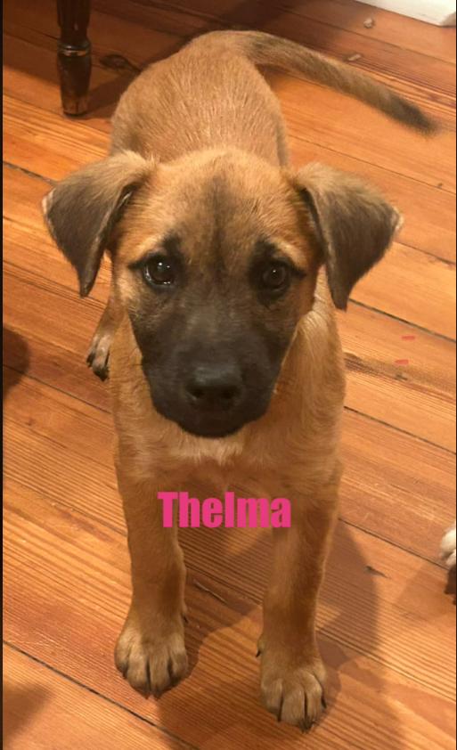 Thelma, Adoptable, Puppy Female Hound.