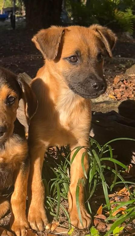 Thelma, a Adoptable mixed breed in Eutawville, SC image 2/3