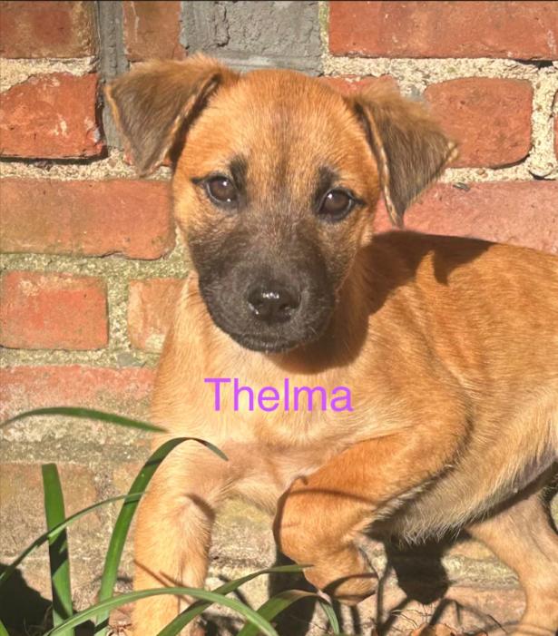 Thelma, a Adoptable mixed breed in Eutawville, SC image 3/3
