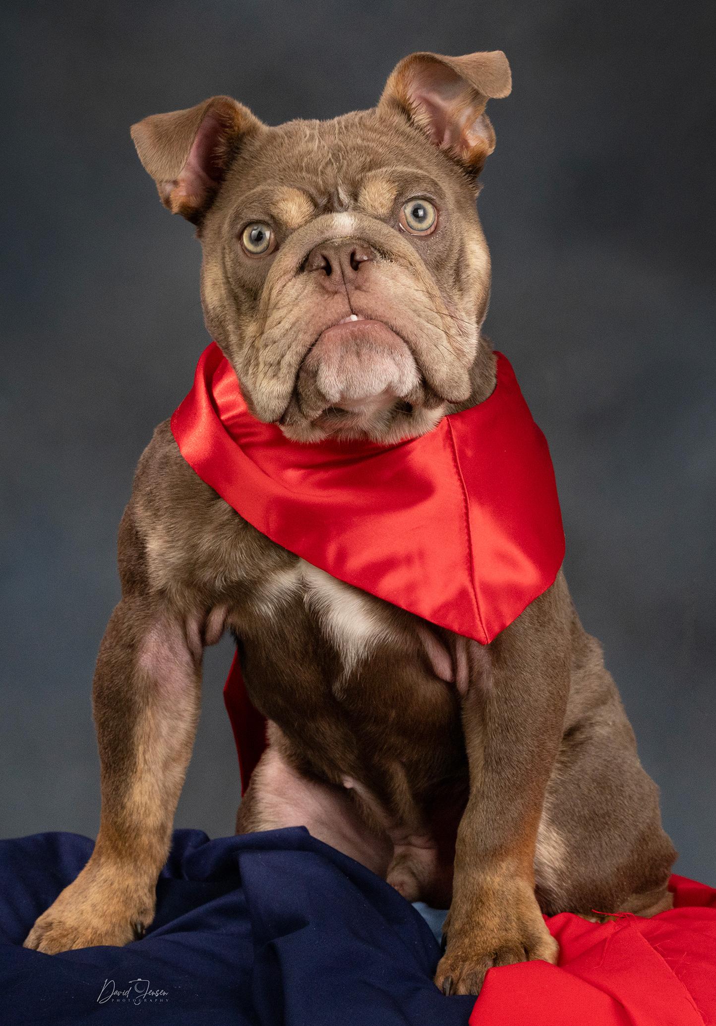 Enlarge Nugget, an adopted American Bulldog in Anchorage, AK image 1/1