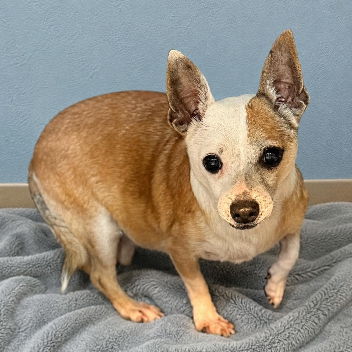 Carson 3579, an adoptable Chihuahua in Boca Raton, FL image 3/3
