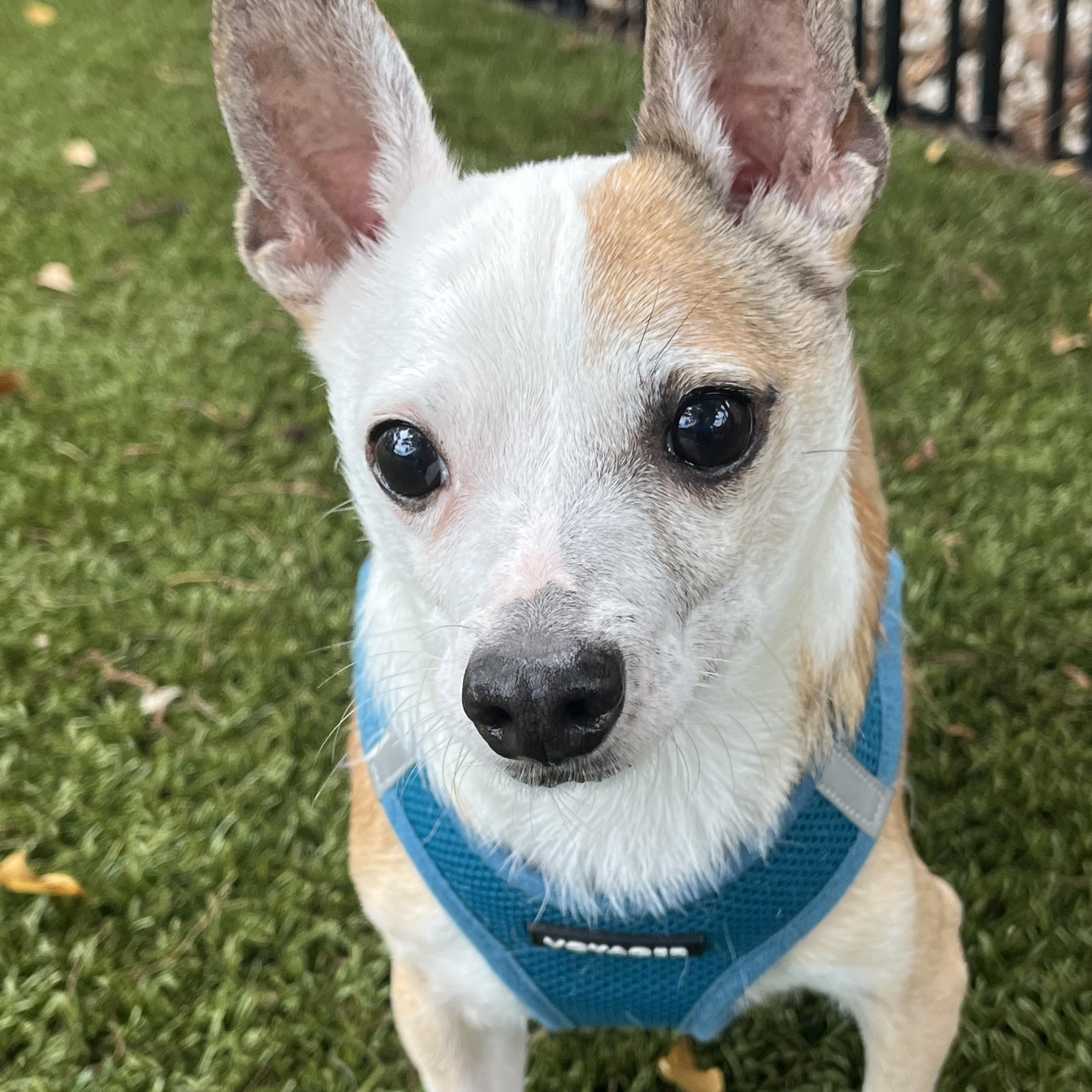 Carson 3579, an adoptable Chihuahua in Boca Raton, FL image 2/3