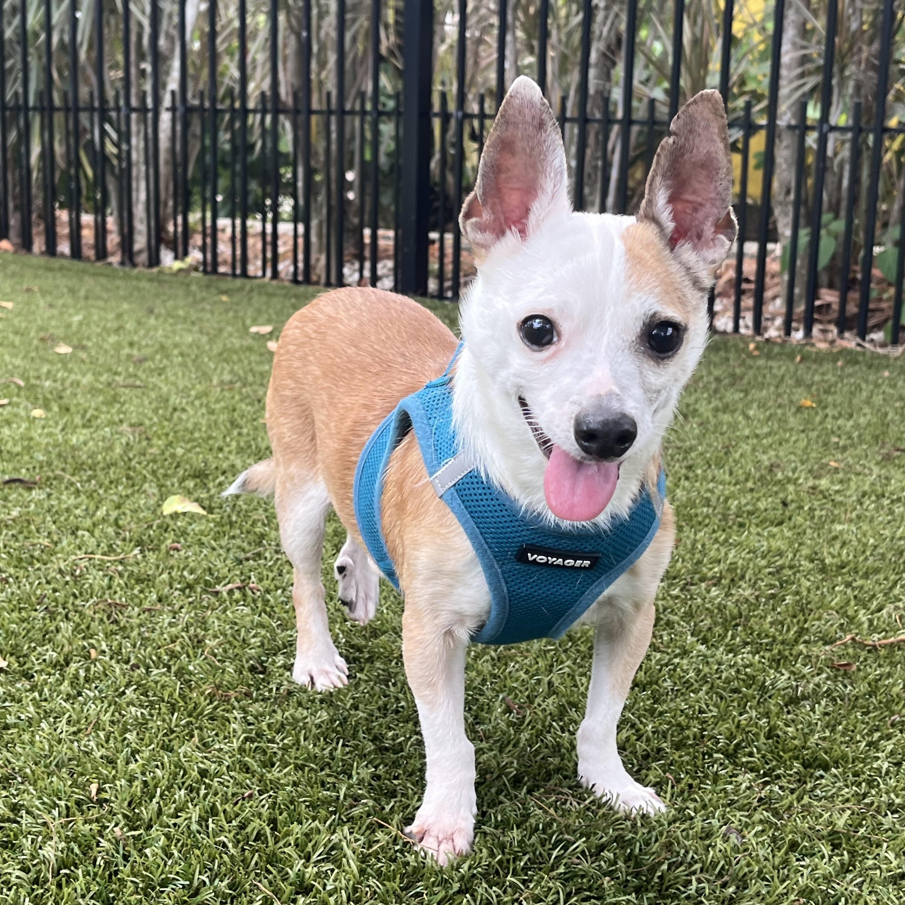 Carson 3579, adoptable, Senior Male Chihuahua.