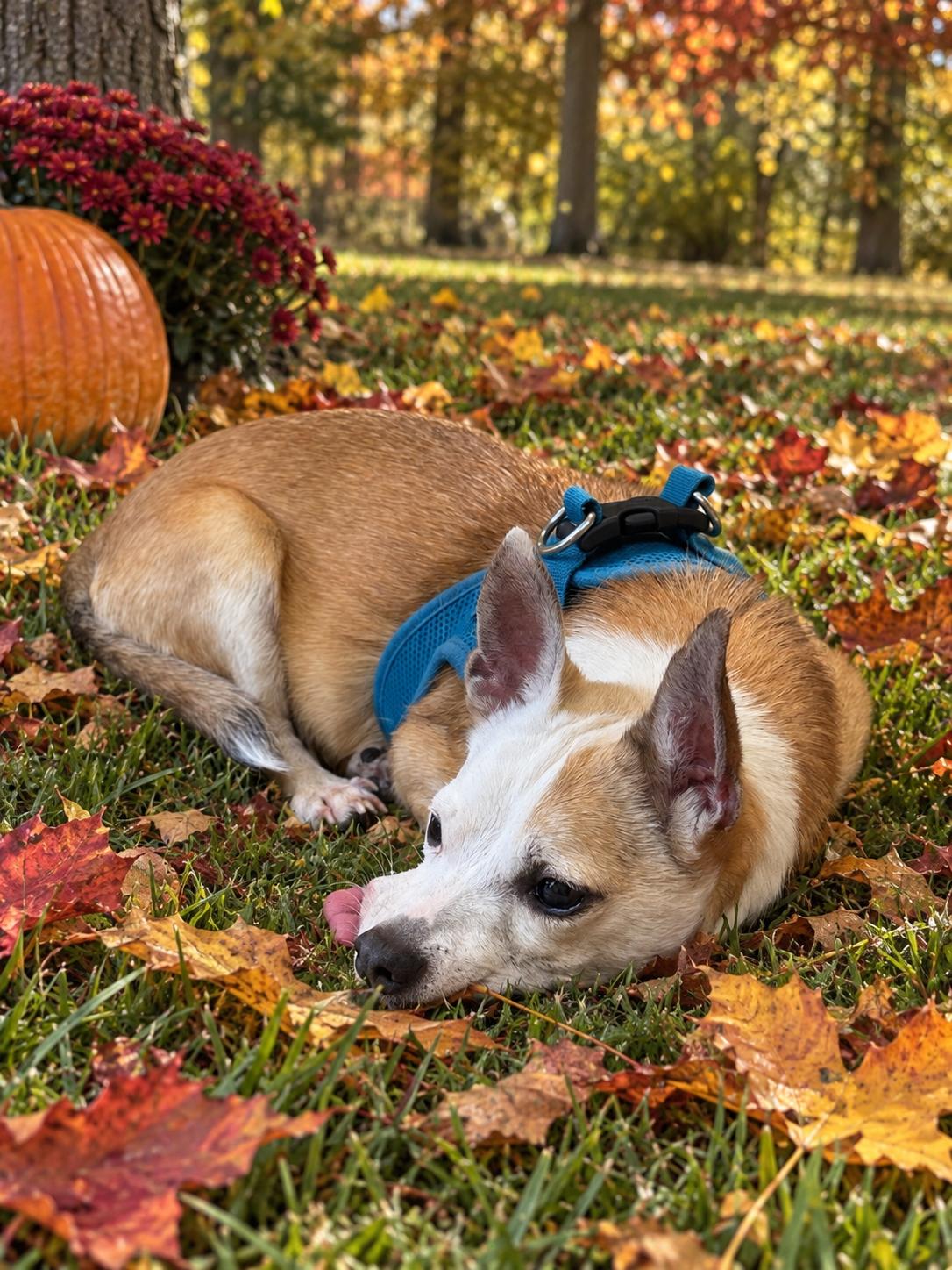 Carson 3579, Adoptable, Senior Male Chihuahua.
