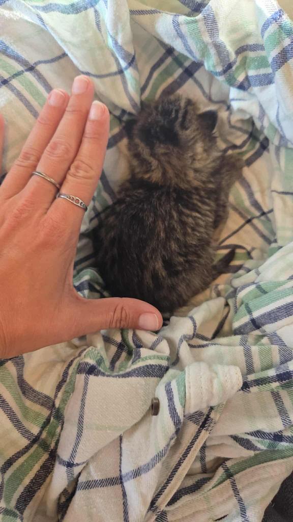 Astrid, Adoptable, Kitten Female Domestic Short Hair.