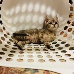Ms. White, Adoptable, Young Female Domestic Short Hair.