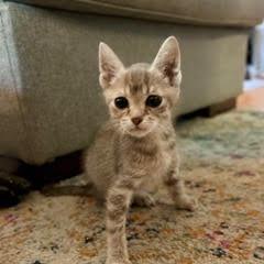 Enlarge Ms. White, a Adoptable Domestic Short Hair in St. Paul, MN image 2/5