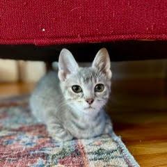 Enlarge Ms. White, a Adoptable Domestic Short Hair in St. Paul, MN image 4/5