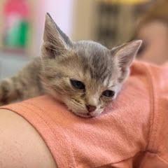 Enlarge Ms. White, a Adoptable Domestic Short Hair in St. Paul, MN image 5/5
