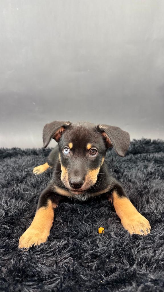 Enlarge Mamba, a Adoptable mixed breed in Phoenix, AZ image 1/5