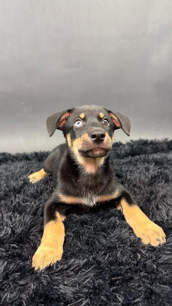 Enlarge Mamba, a Adoptable mixed breed in Phoenix, AZ image 2/5