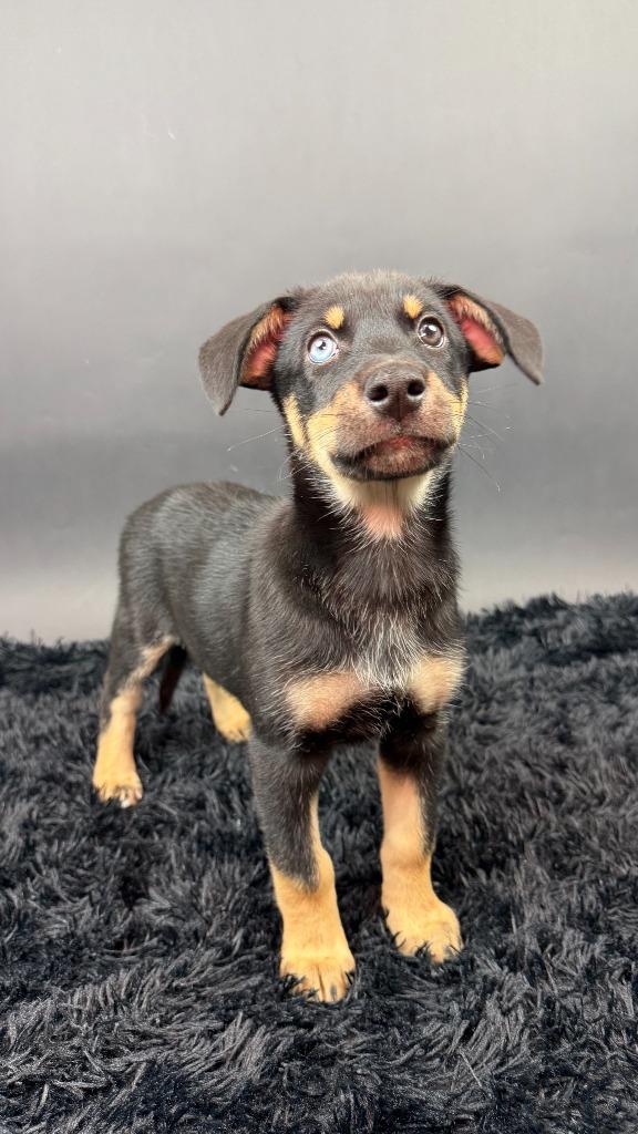 Enlarge Mamba, a Adoptable mixed breed in Phoenix, AZ image 3/5