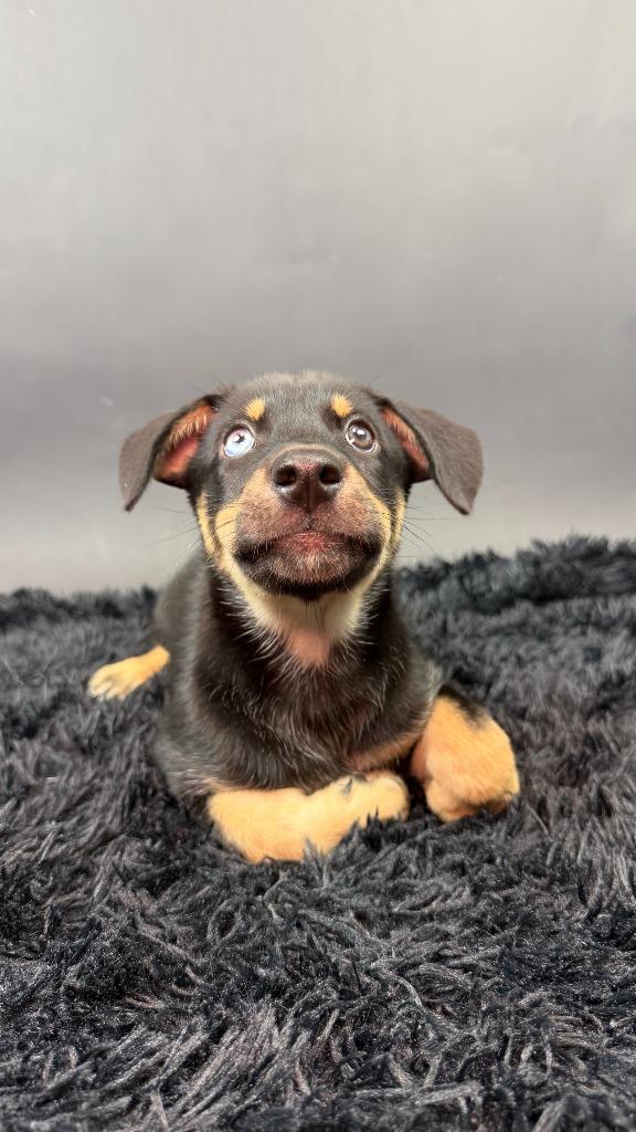 Enlarge Mamba, a Adoptable mixed breed in Phoenix, AZ image 4/5
