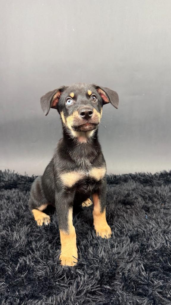 Enlarge Mamba, a Adoptable mixed breed in Phoenix, AZ image 5/5