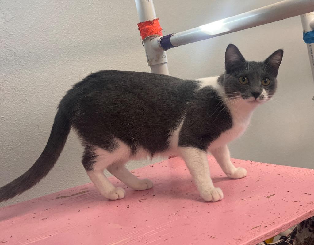 Bella, Adoptable, Young Female Domestic Short Hair.