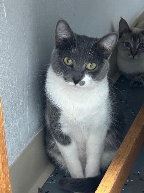 Enlarge Bella, a Adoptable Domestic Short Hair in Grand Junction, CO image 2/5