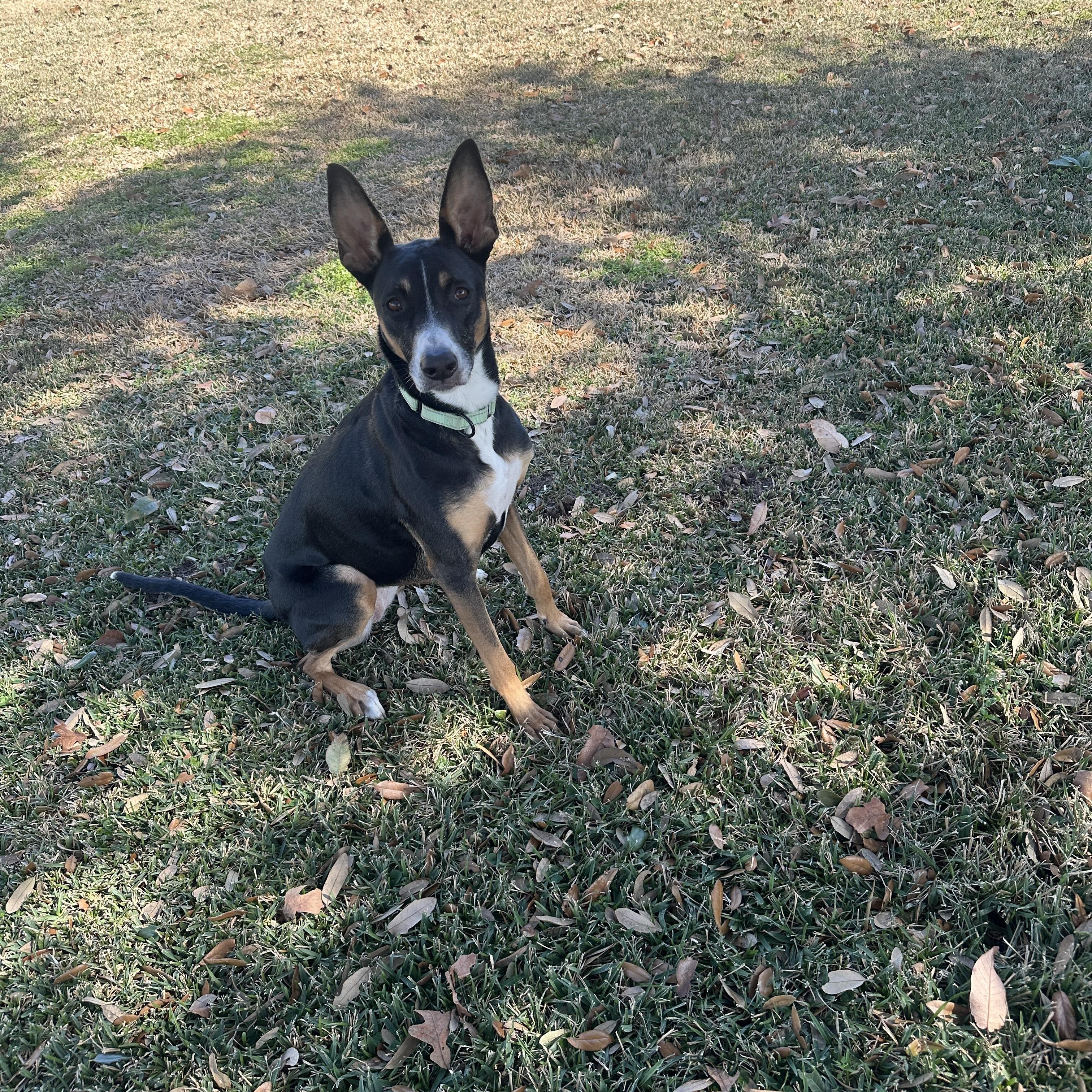 RILEY (Loyal, Loving, Great Inside Manners, Loves Playing Ball) — thumbnail 5