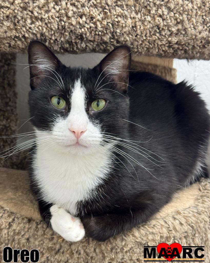 Enlarge Oreo, a Adoptable mixed breed in Maryville, TN image 1/3