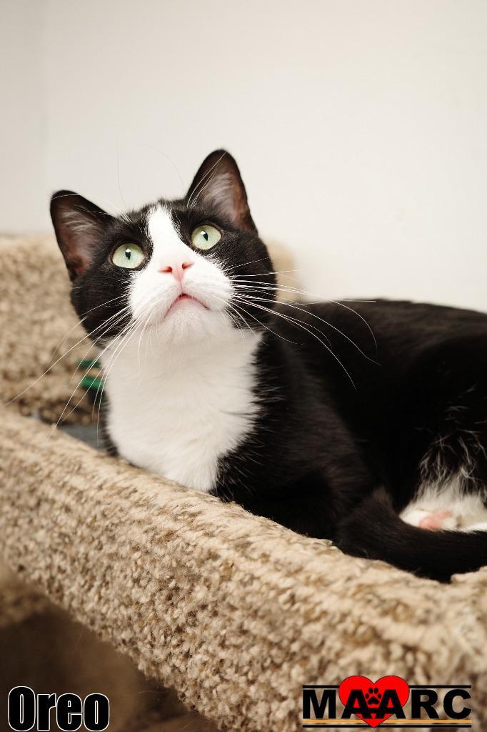 Oreo, Adoptable, Adult Male Domestic Short Hair.